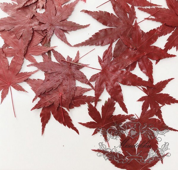 20 PCS Set (4-8CM) Dried Pressed Leaves, Red Dried Maple leaves, Preserved Dried Real Autumn Maple Leaves, Pressed Flower Flat Leaves