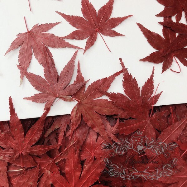 20 PCS Set (4-8CM) Dried Pressed Leaves, Red Dried Maple leaves, Preserved Dried Real Autumn Maple Leaves, Pressed Flower Flat Leaves