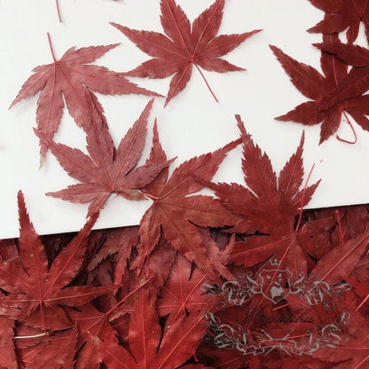 20 PCS Set (4-8CM) Dried Pressed Leaves, Red Dried Maple leaves, Preserved Dried Real Autumn Maple Leaves, Pressed Flower Flat Leaves