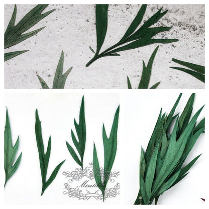 20 PCS Set (5-8CM) Pressed Green Fern Flower Leaves Real dry Preserved Flower Leaf Stems Flat Preservation Dried Pressed Flower Leaves