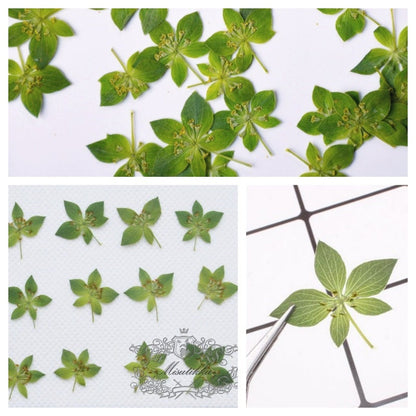 20 PCS Set (0.8-1.2CM) Pressed Green Tiny Leaves, Pressed Flower Leaves, Real dried Preserved Flower Leaves, Flat Dried Pressed Tiny Leaves