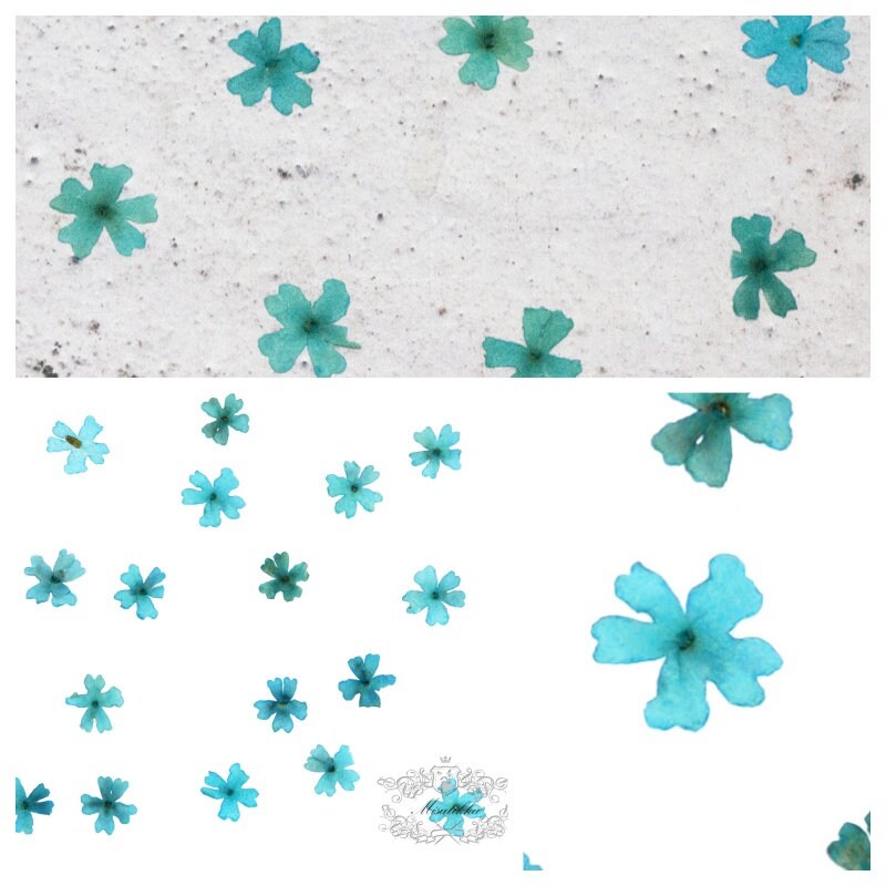 12 PCS Set (0.5-1.0CM) Pressed Tiny Flowers, Small Flat Pressed Flowers, Pressed Dried Blue Flowers, Real Tiny Flowers, Blue Dried Flowers,