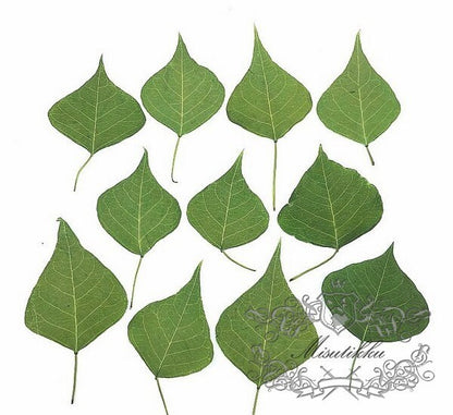 20 PCS Set (4-7CM) Pressed Flower Leaves Real Green Fern dry Preserved Flower Leaf Preservation Stems Flat Dried Petal Pressed Flower Leaves