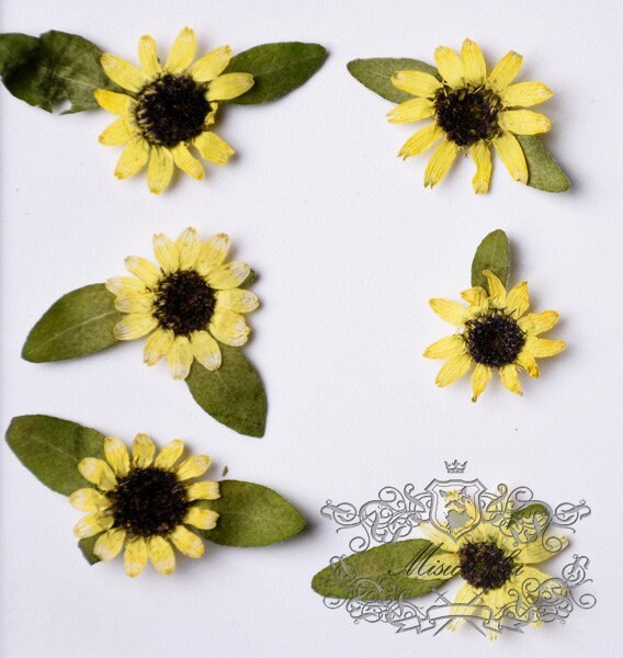 20 PCS Set (2-4CM) Pressed Mini Sunflower Pressed Tin Flower Real Dry Sunflowers Natural Yellow Flower Preserved Dried Flat Wild flowers