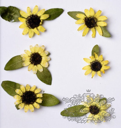 20 PCS Set (2-4CM) Pressed Mini Sunflower Pressed Tin Flower Real Dry Sunflowers Natural Yellow Flower Preserved Dried Flat Wild flowers