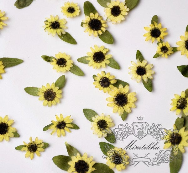 20 PCS Set (2-4CM) Pressed Mini Sunflower Pressed Tin Flower Real Dry Sunflowers Natural Yellow Flower Preserved Dried Flat Wild flowers