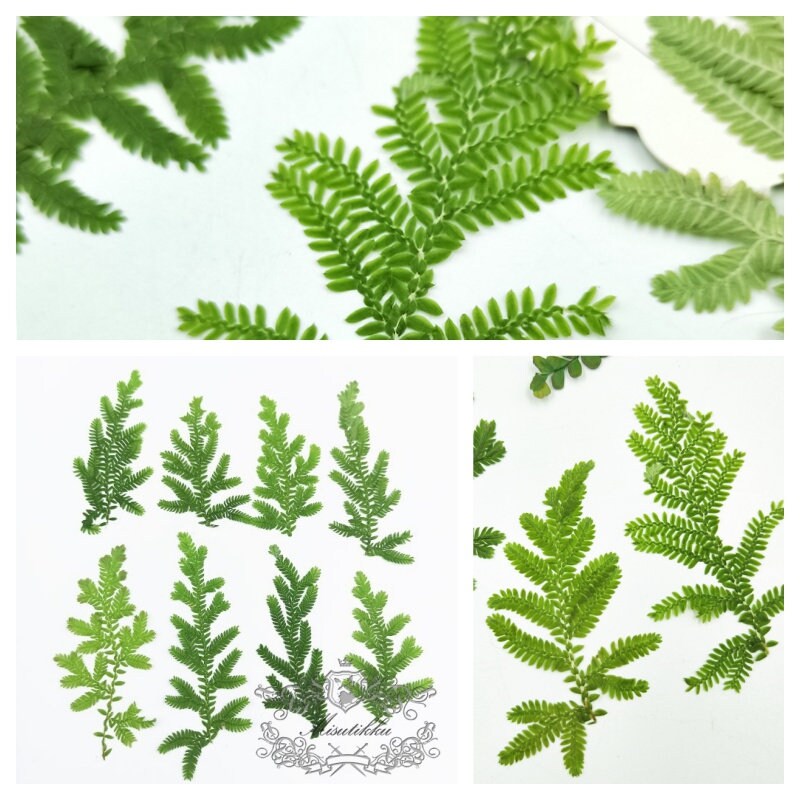 20 PCS Set (6-9CM) Pressed Green Fern Dried Green Leaves Pressed Flower Leaf Preserved Leaves Fern Flat Dry Leaf Pressed Real Leaves Fern