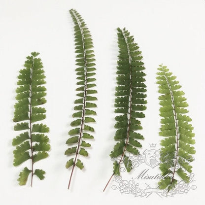 20 PCS Set (7-14CM) Pressed Fern Pressed Green Leaves Pressed Flower Dried Leave Real Flat Leaf Dried Real Pressed Leaf Long Preserved Fern