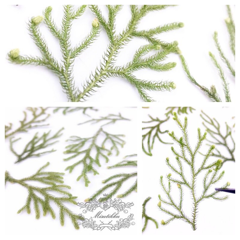 20 PCS Set (4-8CM) Real Pressed Dried Leaves Pressed Flower Green Dry leaf Preserved Foliage Greeny Stems Wild Flowers Floral Pressed Fern