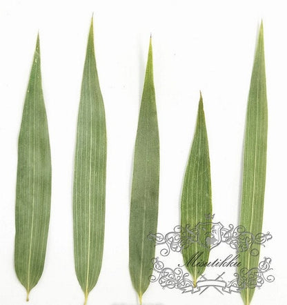 20 PCS Set (5-8CM) Pressed Babmboo Leaves Dried Pressed Flower Green Leaves Dry Leaf Pressed Flat Green Leaves Preserved Leaves RealFern