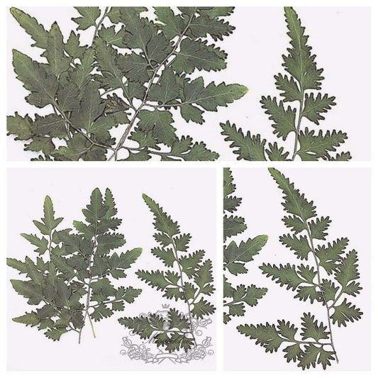 20 PCS (4-10CM) Dried Pressed Flower Leaf Greeny Pressed Leaves Real Pressed Fern dry Flower Preserved Leaf Foliage Preservation Flat Leaves