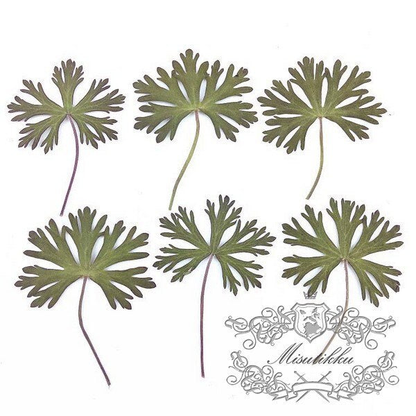 20 PCS Set (5-7CM) Pressed Flower Leaves Pressed Greeny Leaves Real Fern dry Flower Preserved Leaf Foliage Preservation Stems Flat Dried