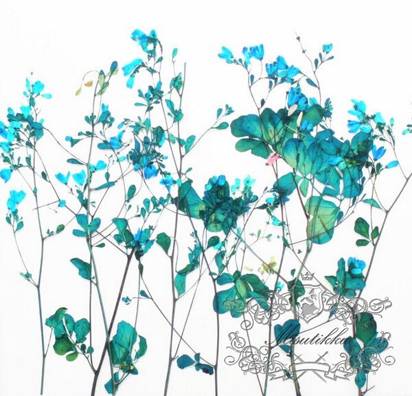 12 PCS Set (12-20CM) Pressed Blue flower Stems, Pressed Real Flowers, Blue Flower Dried Pressed Flat Flowers, Preserved Dried Flower Stems