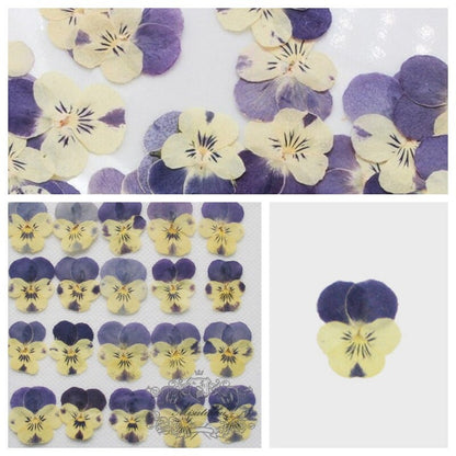 20 PCS set (2-3CM) Pressed Pansy Flowers, Preserved Dried Pansy, Pressed Blue Viola Pansy Flowers, Dry Viola Pansy, Real Flat Pansies