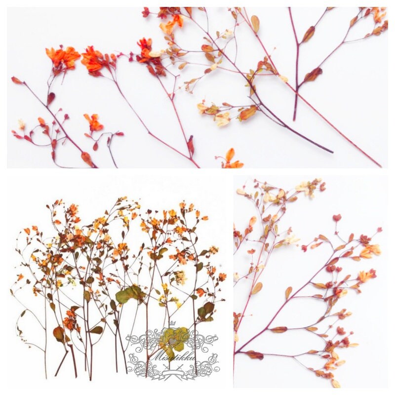 12 PCS Set (12-20CM) Pressed Dried Flowers Pressed Orange Flower Stems, REAL Dried flower Stems, Preserved Dried Flowers, Flat Orange Flower