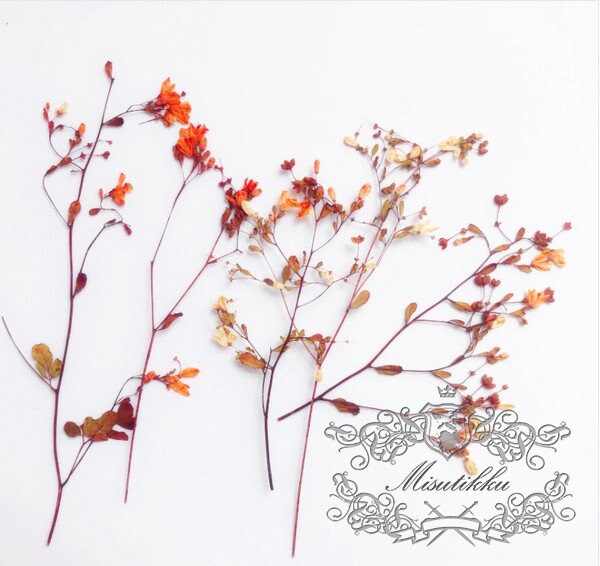 12 PCS Set (12-20CM) Pressed Dried Flowers Pressed Orange Flower Stems, REAL Dried flower Stems, Preserved Dried Flowers, Flat Orange Flower