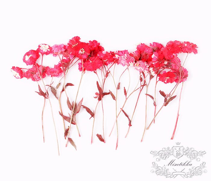 6 PCS/Set (4-7CM) Pressed Dried Red Flower Stems, Pressed Real Flowers, Pressed Dried Red Flowers, Flat Red Flower Stems, Dry Red Flowers