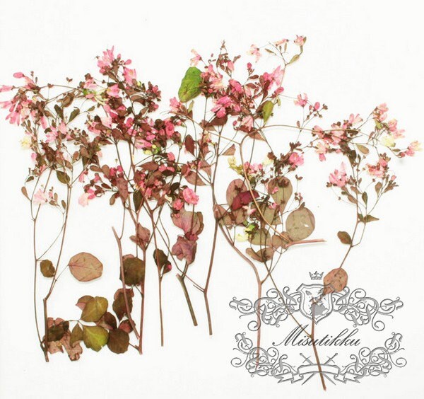 20 PCS /Pack (12-20CM) Pressed Flowers Stems, Mixed Color Pressed Flowers, Dried Flower Stems, Preserved Wild Flat Flowers, Real Dry Flower