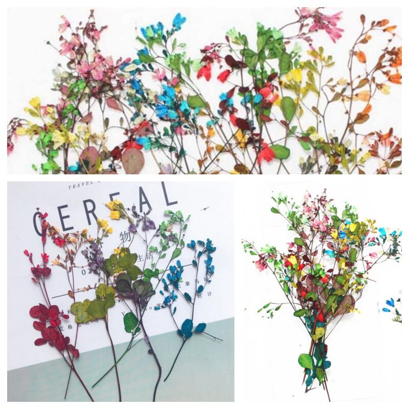 20 PCS /Pack (12-20CM) Pressed Flowers Stems, Mixed Color Pressed Flowers, Dried Flower Stems, Preserved Wild Flat Flowers, Real Dry Flower