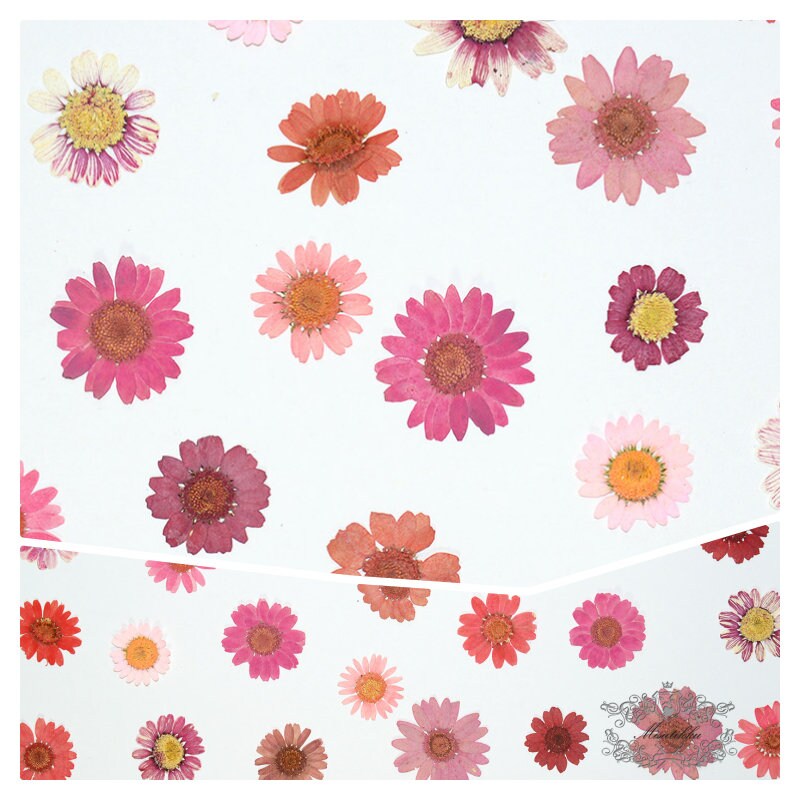 20 PCS Set (2-3CM) Mixed Pressed Daisy Flower Real Dried Daisies Pressed Flower Pink Daisy Dried Flower Pressed Red Daisies Dried Flower