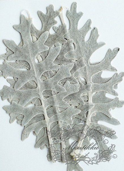 20 PCS Set (6-9CM) Pressed Silver Leaves, Pressed Flowers Leaves, Pressed Silver Fern, Dried Flat Leaves, Dry Real Leaves, Pressed Dry Leaf