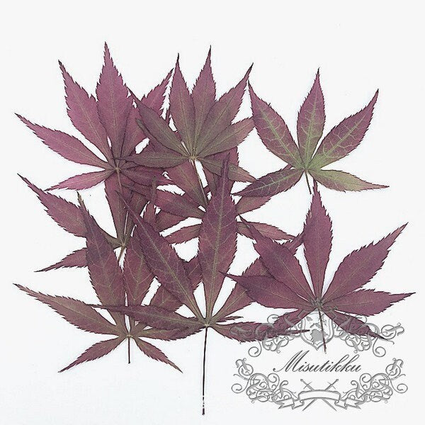 20 PCS Set (2.5-4CM) Small Pressed Maple Leaves, Dried Maple Leaves, Red Flat Maple Leaves, Pressed Autumn Leaves, Pressed Dry Maple Leaf