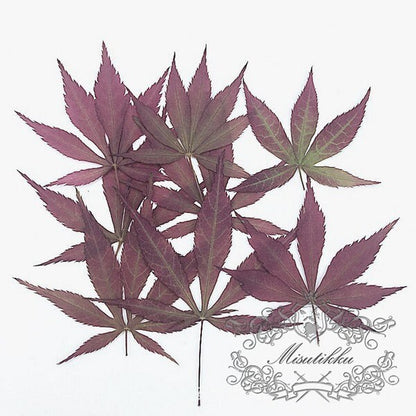 20 PCS Set (2.5-4CM) Small Pressed Maple Leaves, Dried Maple Leaves, Red Flat Maple Leaves, Pressed Autumn Leaves, Pressed Dry Maple Leaf