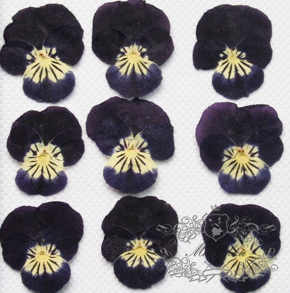 20 PCS set (2-3CM) Pressed Viola Pansy Flowers, Preserved Viola Flowers, Pressed Black Viola Pansy Flowers, Viola Flat Dry Real Pansies