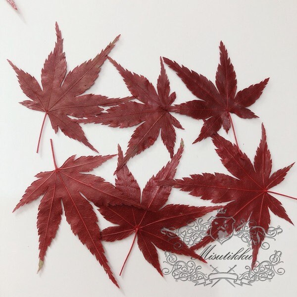 20 PCS Set (4-8CM) Dried Pressed Leaves, Red Dried Maple leaves, Preserved Dried Real Autumn Maple Leaves, Pressed Flower Flat Leaves