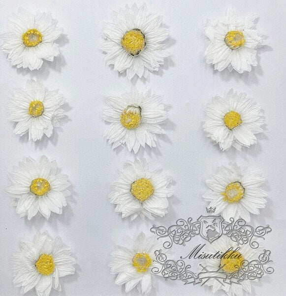 20 PCS Set (2-3CM) Pressed White Flowers, Real Flower, Pressed Dried Flowers, Flat White Flowers, White Dry Flowers, Preserve White Flowers