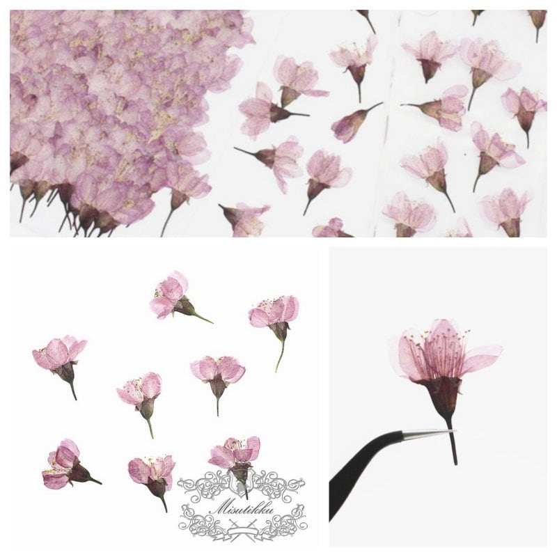 20PCS / Set (2-3CM) Pressed Cherry Blossom Bud, Pressed Sakura Flowers, Flat Dried Cherry Blossom Flowers, Real Dried Sakura Pressed Flower