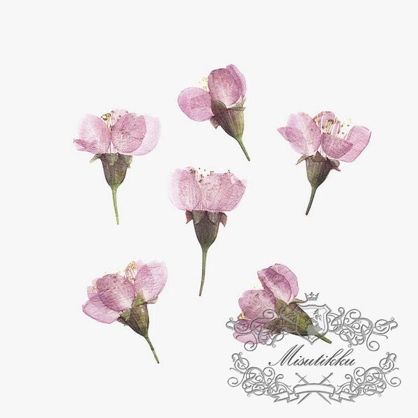 20PCS / Set (2-3CM) Pressed Cherry Blossom Bud, Pressed Sakura Flowers, Flat Dried Cherry Blossom Flowers, Real Dried Sakura Pressed Flower