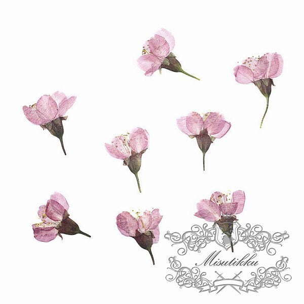 20PCS / Set (2-3CM) Pressed Cherry Blossom Bud, Pressed Sakura Flowers, Flat Dried Cherry Blossom Flowers, Real Dried Sakura Pressed Flower