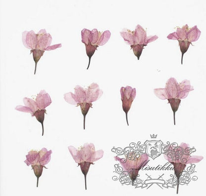 20PCS / Set (2-3CM) Pressed Cherry Blossom Bud, Pressed Sakura Flowers, Flat Dried Cherry Blossom Flowers, Real Dried Sakura Pressed Flower