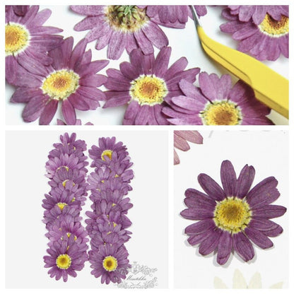 12 PCS Set (3-5CM) Pressed Purple Flowers, Real Purple Flowers, Preserved Dried Purple Flowers, Dried Pressed Flower, Purple Flat Flowers