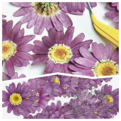 12 PCS Set (3-5CM) Pressed Purple Flowers, Real Purple Flowers, Preserved Dried Purple Flowers, Dried Pressed Flower, Purple Flat Flowers