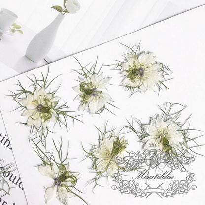 20 PCS Set (3-6CM) Real Dry Pressed Flower White Nigella Flower Pressed Dried Flower Preserved Natural White Flowers Flat Wild flowers