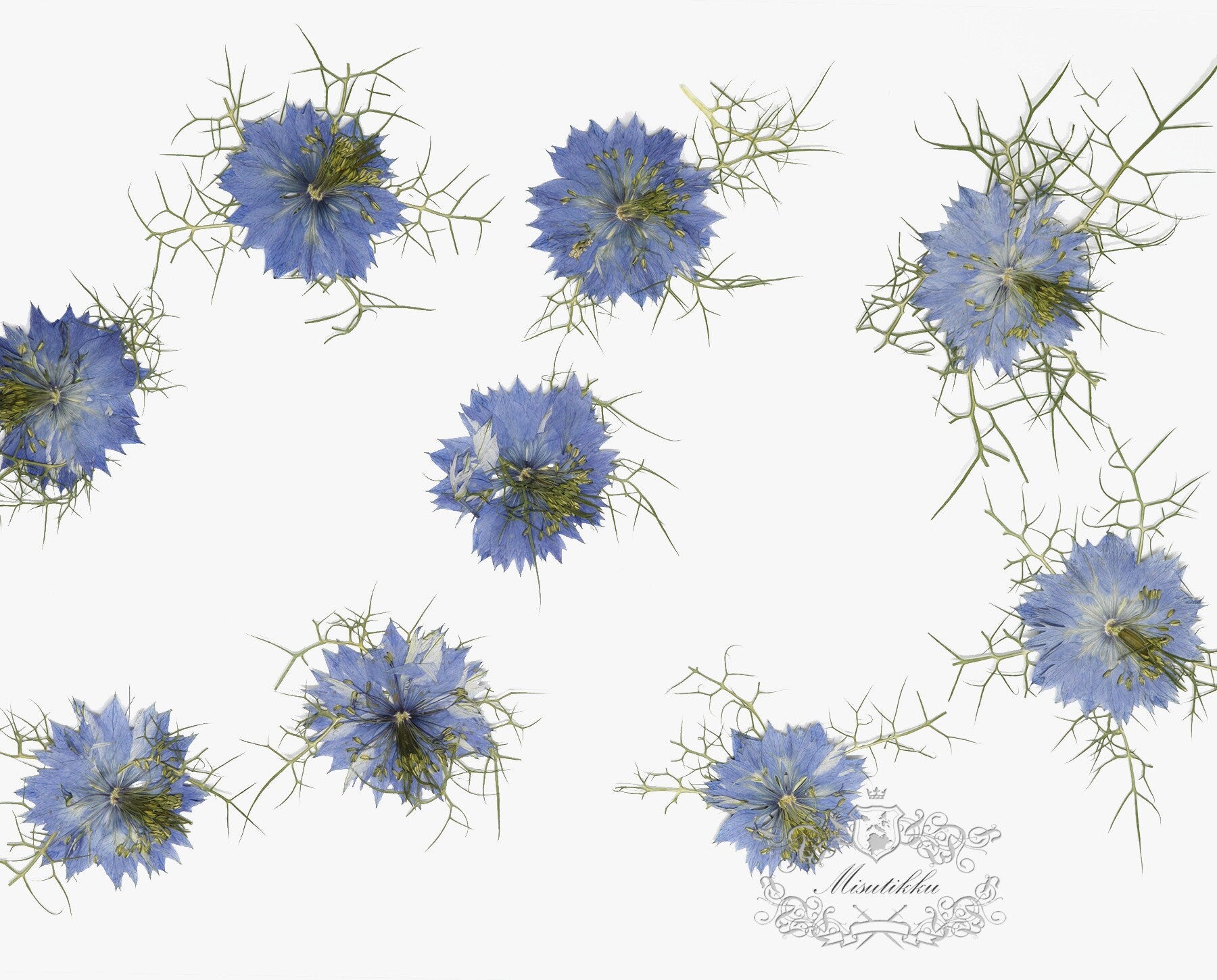 20 PCS Set (3.5-5CM) Pressed Flowers Blue Nigella Natural Pressed dry Flower Preserved Real Flat Dried Flowers Natural flower Petals