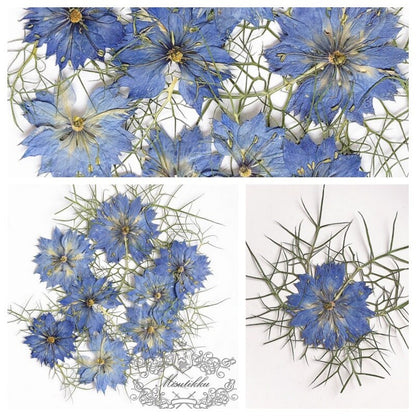 20 PCS Set (3.5-5CM) Pressed Flowers Blue Nigella Natural Pressed dry Flower Preserved Real Flat Dried Flowers Natural flower Petals