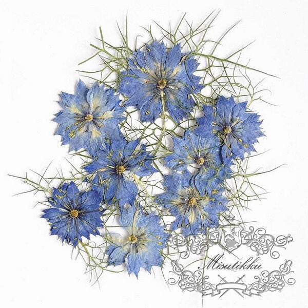 20 PCS Set (3.5-5CM) Pressed Flowers Blue Nigella Natural Pressed dry Flower Preserved Real Flat Dried Flowers Natural flower Petals