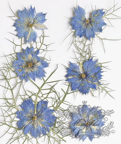 20 PCS Set (3.5-5CM) Pressed Flowers Blue Nigella Natural Pressed dry Flower Preserved Real Flat Dried Flowers Natural flower Petals