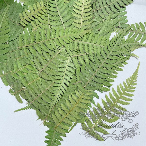 20 PCS Set (4-8CM) Dried Pressed Leaves, Real Pressed Dried Green Fern, Pressed Flower, Preserved Greenery Leaf, Flat Dry Leaves Foliage