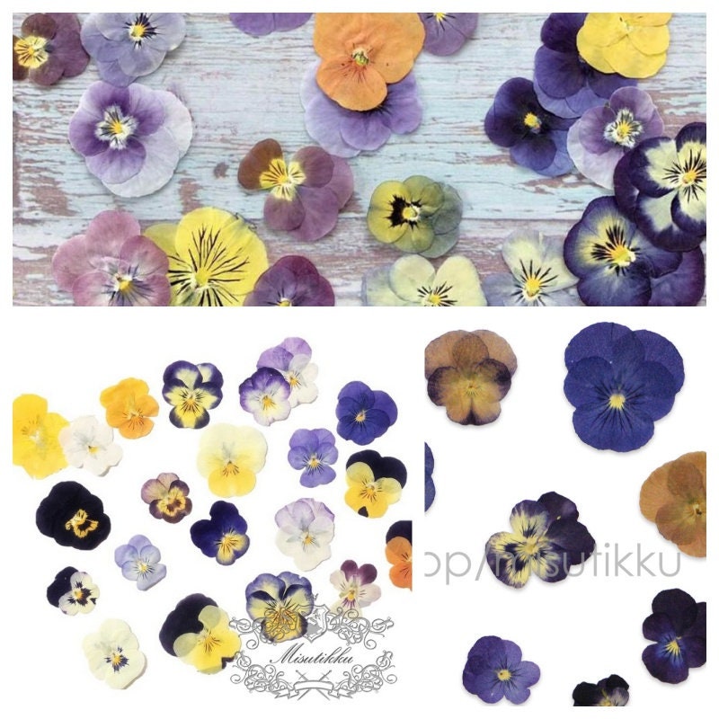 20 PCS Set (2-5CM) Dried Pressed Pansy Flowers, real Mixed dried Pansy Pressed Viola Flower, Dried Pansies, Flat Dried Viola Flower Bulk