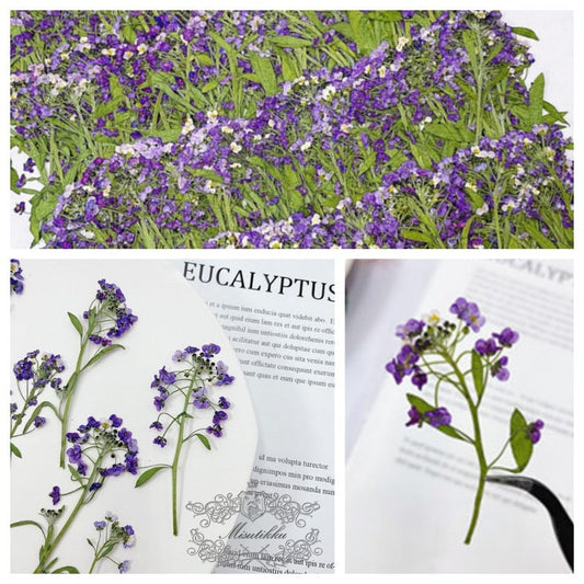 20 PCS (5-8CM) Pressed Purple Flower Alyssum, Pressed Alyssum Dry Flower, Real Purple Flower Stems, Pressed Flower Dried Flat Alyssum