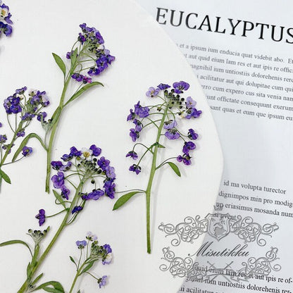 20 PCS (5-8CM) Pressed Purple Flower Alyssum, Pressed Alyssum Dry Flower, Real Purple Flower Stems, Pressed Flower Dried Flat Alyssum