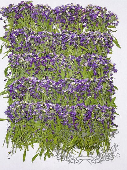 20 PCS (5-8CM) Pressed Purple Flower Alyssum, Pressed Alyssum Dry Flower, Real Purple Flower Stems, Pressed Flower Dried Flat Alyssum