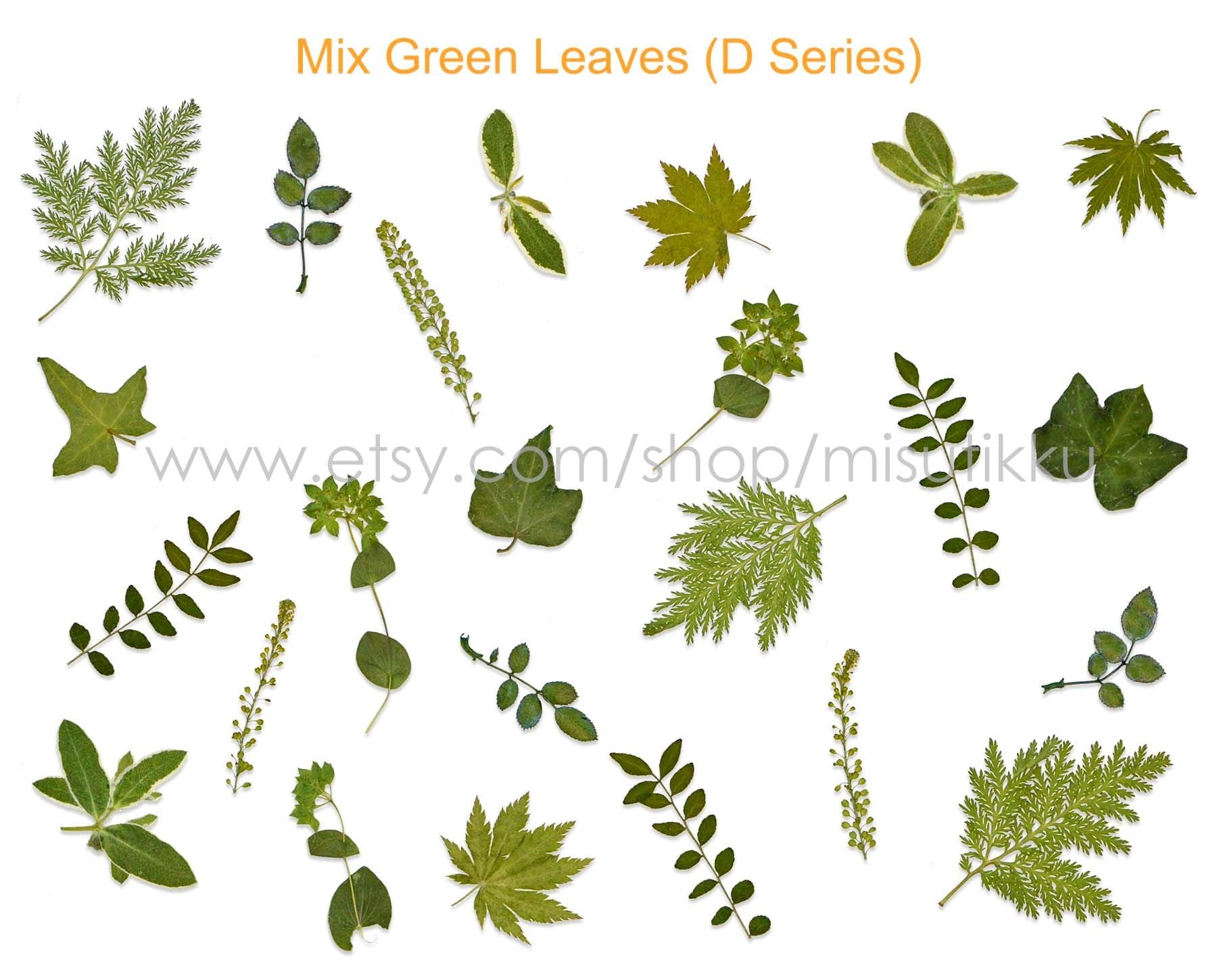 20 PCS/Pack (4-8CM) Pressed Flower Leaves, Pressed Green Real Dried Leaves, Dry Flat Leaf, Preserved Leaves Greeny, Pressed Fern Foliage