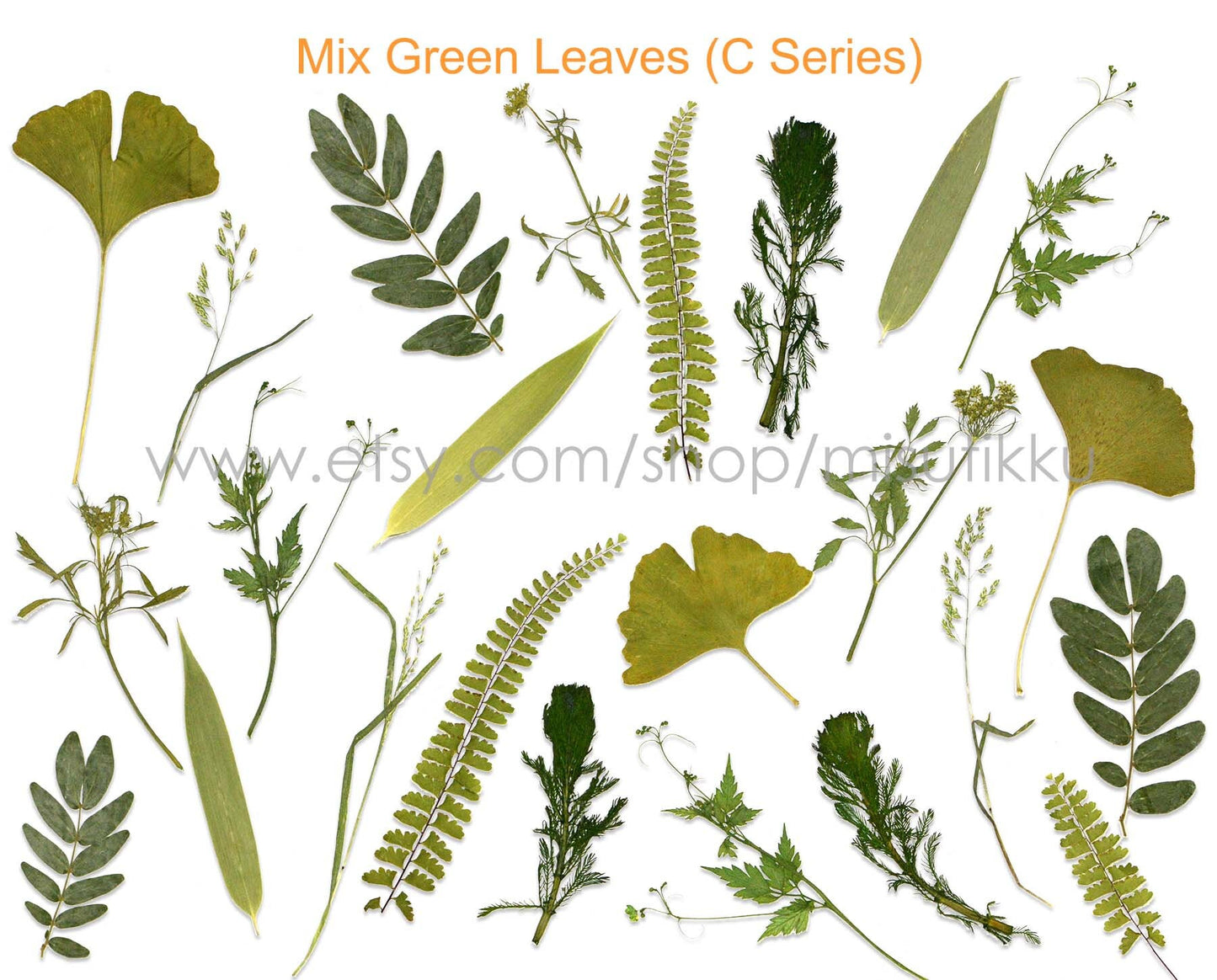 20 PCS/Pack (6-14CM) Pressed Flower Green Leaves, Pressed Real Dried Leaves, Dry Green Leaf, Preserved Flat Leaves, Pressed Greeny Fern