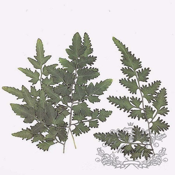 20 PCS (4-10CM) Dried Pressed Flower Leaf Greeny Pressed Leaves Real Pressed Fern dry Flower Preserved Leaf Foliage Preservation Flat Leaves