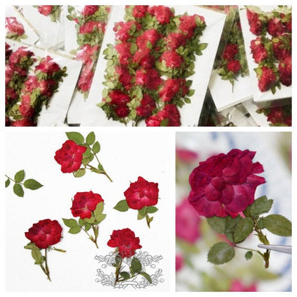 6 PCS Set (5-8CM) Pressed Red Rose Flower Stems, Real Pressed Dried Rose Flowers, Preserved Flat Rose Flowers, Rose Buds Dried Rose Flower